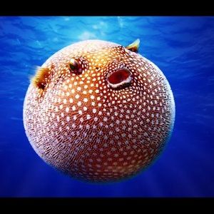 Meet your Posher, Rickey